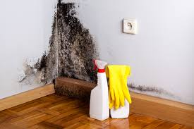 Professional Mold Removal Services in Lamar, CO